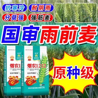 Новые оригинальные семена пшеницы Табак Фермер 1212, устойчивые к болезням, полеганию и морозостойкости Академия сельскохозяйственных наук, оригинальные оригинальные семена, новые спотовые семена высокоурожайной пшеницы Табак Фермер 1212, оригинальные семена 30 Цзинь Цзинь по 0,5 кг x2 мешка