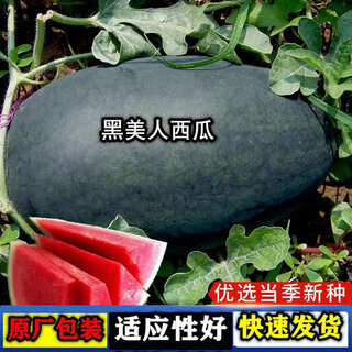 Black beauty watermelon seeds black beauty watermelon seeds early-maturing watermelons with large fruits and easy to plant in garden fields black beauty watermelon seeds 3 packs about 60 tablets