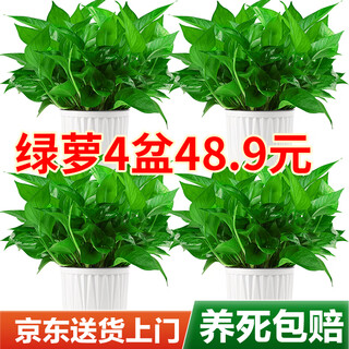 Shuangmeng green radish potted formaldehyde-removing flowers and green plants office new house air purification 180 white vertical pattern 4 pots source straight hair
