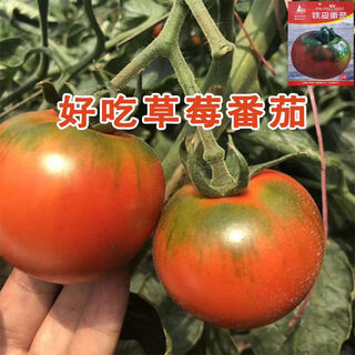 Fruit strawberry tomato seeds super sweet tomato seedlings northeast iron bark seeds balcony field spring, autumn, and winter seasons iron bark tomato seeds #wg7 original pack of about 213