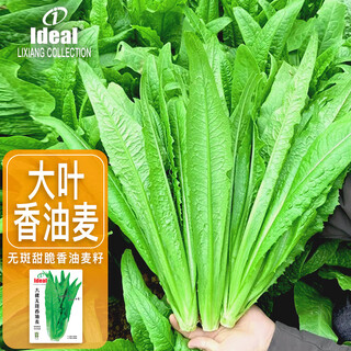 Ldeal ideal agriculture lettuce seeds, large, spotless, sweet and crispy, sesame oily wheat seeds, four-season vegetable seeds, about 9,000 grains