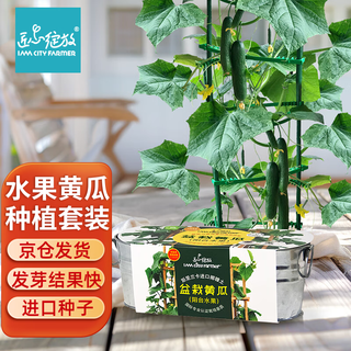 Iam city farmer potted cucumber diy fun children planting potted edible plants observation kindergarten green plant seeds 10099