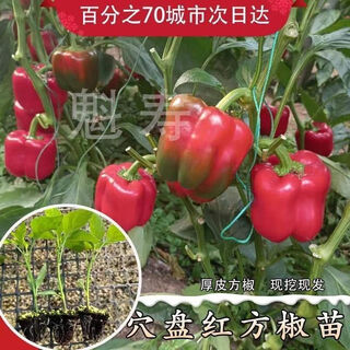 Sichuan spicy erjing seedlings, green red pepper seeds, disease resistance, high yield, four-season potted plants, balcony field planting, 6 red bell pepper seedlings