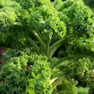 Kale seeds, four-season balcony cold-resistant edible olive vegetables, easy to grow in the field, potted high-calcium vegetable seeds, kale seeds, preferred seeds, about 68 in a pack