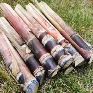 Jingyu guangxi sugarcane seedlings thin-skinned red-skinned sugarcane seedlings 20 pieces of sugarcane wholesale whole package live fresh seeds selected 5 guangxi black-skinned sugarcane seedlings middle section