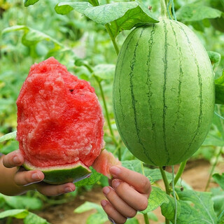 Jingyu's new product 2k small watermelon seeds, thin skin, few seeds, red flesh watermelon potted balcony fruit seeds, high yield, sown in all seasons, juicy and sweet, 2k watermelon, 10 pieces, original selection, 2 packs