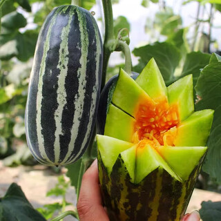 Tianjin deruit boyang no. 9 melon seeds, sesame honey melon, small melon seeds, crisp melon, thin skin, boyang melon seeds, boyang no. 9 melon seeds, 20 capsules