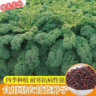 Kale, four-season balcony cold-resistant edible olive vegetable, easy to grow in potted high-calcium vegetables in the field, green feather green kale seeds, one pack, about 80 seeds