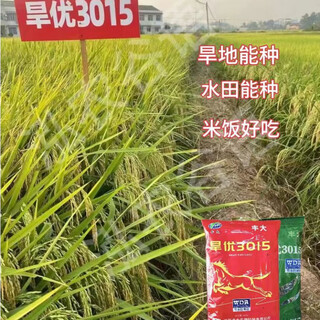 Upland rice hanyou 3015 hybrid rice heat-tolerant, drought-tolerant, water-saving, disease-resistant and lodging-resistant upland rice seed 500g upland rice seeds * 4 packs