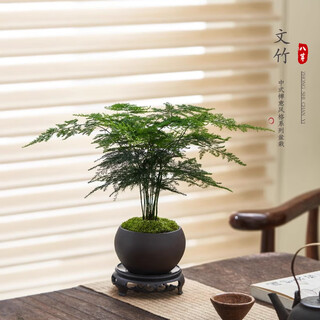 Eight-bud asparagus potted plant indoor living room chinese zen bonsai good to maintain green plants office decorations creative flowers zen potted asparagus - containing melamine tray good with potted plants