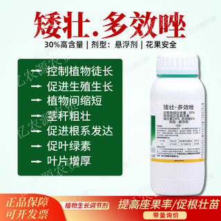 Chrysanthemum agent plant chrysanthemum chrysanthemum general flowers and trees narcissus flower succulent paclobutrazol chrysanthemum multi-effect 500ml