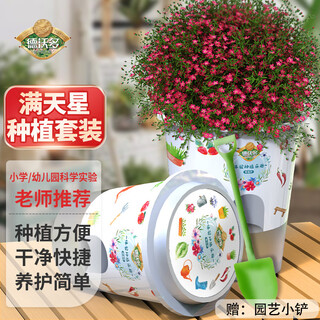 Devodo gypsophila seed diy children's day fun planting potted set student plant observation cup