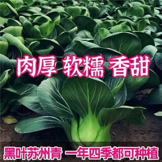 Suzhou green seeds, black leaves, short-footed green stem vegetables, black big heads, shanghai green super sweet, crispy and delicious autumn and winter farm vegetable varieties, standard, newly arrived, 2 packs of 2240 capsules