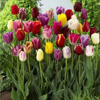 Xinyin - 5 degree ball tulip bulbs imported from the netherlands double large ball garden balcony potted autumn and winter cold-resistant flower seeds - 5 degree ball tulips - mixed color 10 balls
