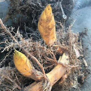 Large phoebe bamboo seedlings phoebe bamboo whip green bamboo spotted bamboo seedlings are now dug and moisturized. buy 10 sections and get 4 sections free. large phoebe bamboo seedlings buy 10 sections for song si festival.