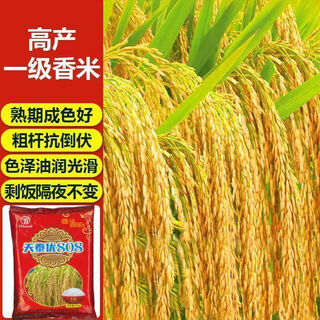 Princess pomelo hybrid rice long-grain fragrant rice seeds, rice seeds, disease-resistant and lodging-resistant rice seeds, tiantaiyou 808, one bag, tiantaiyou 808, one bag, 500 grams