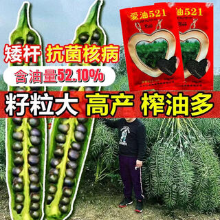 Huile naine de type chou nain suri, huile de colza renhe 1568, résistance aux maladies, rendement élevé, résistance au froid, résistance aux maladies et à la sécheresse, teneur élevée en huile renhe love oil 521 original 80g