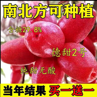 Goat milk fruit seeds are potted and planted in the ground and bear fruit in the current year. goat milk fruit is winter-resistant and freeze-resistant and can be planted in all seasons in the north and south. detian goat milk fruit seeds are new varieties. 1 pack of selected seeds (about 50 seeds).