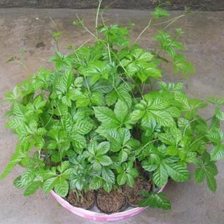 Gynostemma pentaphylla seeds, aesculus aesculus, gynostemma pentaphylla seeds, licorice sweetness, germination package, 50 capsules