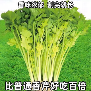 Four seasons yellow celery seedlings with soil seedlings with roots small parsley seeds celery balcony garden vegetable seeds yellow celery/seedlings 30