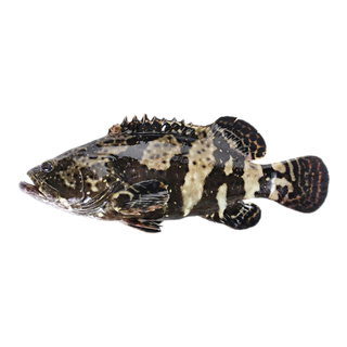 Fresh large gentian grouper 1 piece starting from 600g