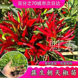Sichuan spicy erjing seedlings, green and red line pepper seeds, disease resistance, high yield, four-season potted plants, balcony field planting, 6 chaotian pepper seedlings