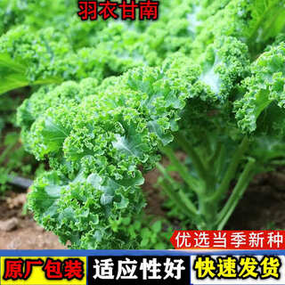 Kale seeds, edible autumn and winter green vegetable seeds, four-season potted vegetable seeds, kale seeds, 1 pack, about 30 capsules