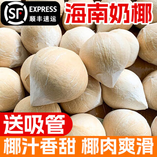 Hainan coconut small milk coconut milk fragrant coconut sanya specialty coconut king pregnant women fruit seasonal fresh coconut green 8 pack r 2 free straws