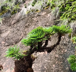 Shantou lincun selaginella nine-death resurrection grass desktop flowers and plants bonsai potted rockery combination absorbent stone calamus orchid 1 tree with 3 seedlings welcome pine style does not include tray