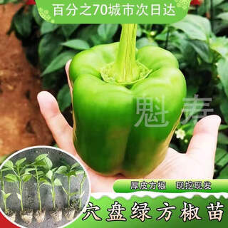 Sichuan spicy erjing seedlings, green and red pepper seeds, disease-resistant, high-yield, four-season potted plants, balcony field planting, 6 green bell pepper seedlings