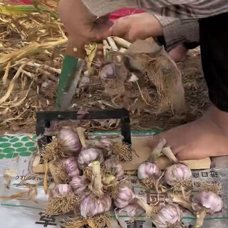 Yue li's special scissors for cutting garlic. garlic shearing machine for cutting garlic roots. new knife and garlic head artifact. household manganese steel thickening tool. thickening and sharpness - garlic shearing artifact. 99% labor saving.