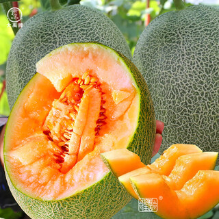Dayu xinjiang hami melon seed seedlings southern reticulated melon early-maturing melon seeds melon prince no. 3 hami melon seeds 30 capsules
