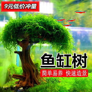 Moriyuan Moss tree aquatic plant fish tank landscaping soilless freshwater aeration aquarium lazy sunken wood fish tank live freshwater plants finished Moss tree (height 7-8cm single head)
