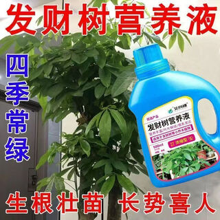 Aishangke money tree nutrient solution, the leaves turn yellow and fall off, the roots rot and the leaves fall off. special fertilizer to promote roots, seedlings and sprouts without dilution. buy 2 get 1 free. 3 bottles*500ml.