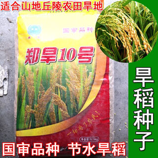 Семена горного риса Чжэнхань №10 Урожайность с одного му Цзинь Цзинь равна 0,5 килограмма Рис Индика Луодао 998 Рис прямого посева обычные семена риса Чжэнхань №10 500 грамм