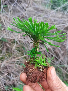 Shantou lincun selaginella nine-dead resurrection grass desktop flowers and plants bonsai potted rockery combination absorbent stone calamus orchid 1 single seedling shipped with original soil without pallet