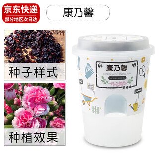 September-born carnation seeds in small pots diy fun children planting flowers and green plants kindergarten children's school season gift