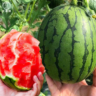 Dayu early spring hongyu watermelon seeds rock sugar heart 2k potted small watermelon seedlings with soil seedlings suitable for southern planting early spring hongyu no. 2 watermelon seeds 60 old varieties