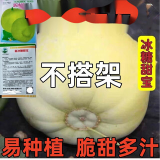 Japanese sweet treasure melon seeds without scaffolding, super sweet thin skin, large sweet treasure melon seeds for spring, summer and autumn, four seasons fruit seeds without scaffolding, sweet treasure melon seeds, 2 packs, 200 capsules