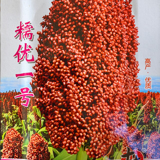 Nuoyou no. 1 sorghum seeds can be grown in the field to produce high-yield brewing sorghum seeds. sorghum seeds are easy to grow miscellaneous grains. nuyou no. 1 sorghum/50g