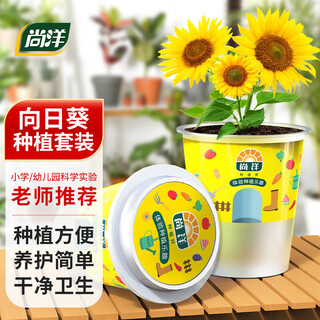 Shangyang children's experimental planting cup plant seed planting box flower tomato vegetable green plant small potted soil culture observation cup children's fun planting set-sunflower seeds