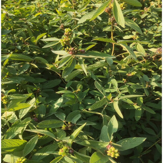 Thousands of jin jin is equal to 0.5 kg. pulled seeds, small-leaf red-skinned chinese medicinal materials, diao ma zhuang seeds, chinese herbal medicines, wild one-root seedlings drilled into the ground and wind saplings. thousands of jin jin is equal to 0.5 kg. pulled 5 seedlings (no buds and leaves in winter). pots not included.