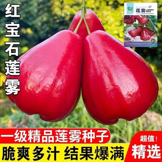 Four seasons sowing lotus mist seeds, black diamond lotus mist seeds, brown sugar barbie fruit seeds, potted plants, fruit seedlings, potted plants, lotus mist seeds (sweet and juicy) new product (3 packs of 300 tablets) fruit-filled branches