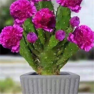 Nuevo cactus importado coral flor perezosa de guanyin de mil manos fragancia fuerte flor grande resistente al calor y a la sequía fácil de sobrevivir cuatro colores paquete rojo + rosa + amarillo + múltiples colores