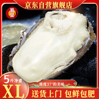Shuhuang rushan oysters fresh extra large oysters seafood 5jin jin is equal to 0.5kg net weight xl (28-38 pieces) directly shipped from the source free shipping