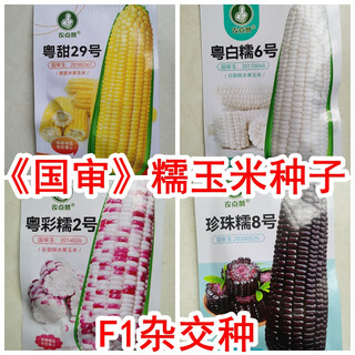 Sowing mood super sweet waxy corn seeds black sweet glutinous sticky colorful waxy fruit corn seeds larvae field high yield big stick easy living hybrid 4 types of 50 grain corn 1 pack each no specifications