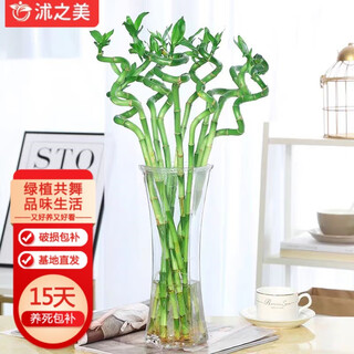 Shuzhimei transfer bamboo hydroponic plants, green plants and flowers. transfer bamboo height is about 50cm. 10 pieces without bottles. straight from the source.