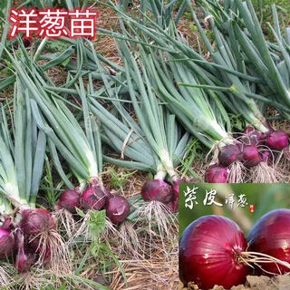 Purple-skinned onion seedlings, fruit red-skinned onion seedlings, vegetable seedlings for garden planting in all seasons, 50 purple-skinned fruit onion seedlings, high-yielding purple-skinned fruit onion seedlings
