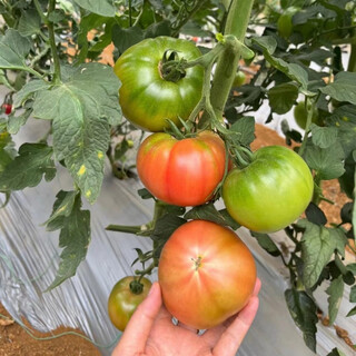 Momotaro tomato seedlings, provence black tomato old variety fruit potted sand pulp iron sheet qianxi large momotaro tomato seeds 10 pieces