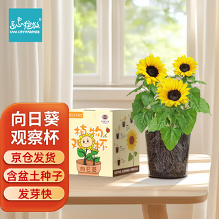 Iam city farmer sunflower children planting potted seeds student plant observation window germination growth fun diy plants 10033